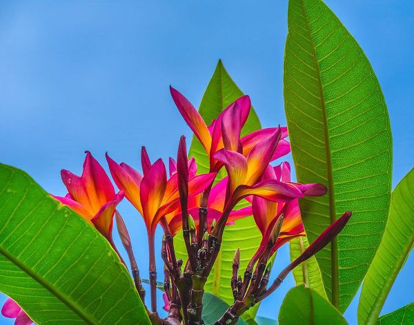 Perry, William 아티스트의 Frangipani Plumeria-Moorea-Tahiti-French Polynesia작품입니다.